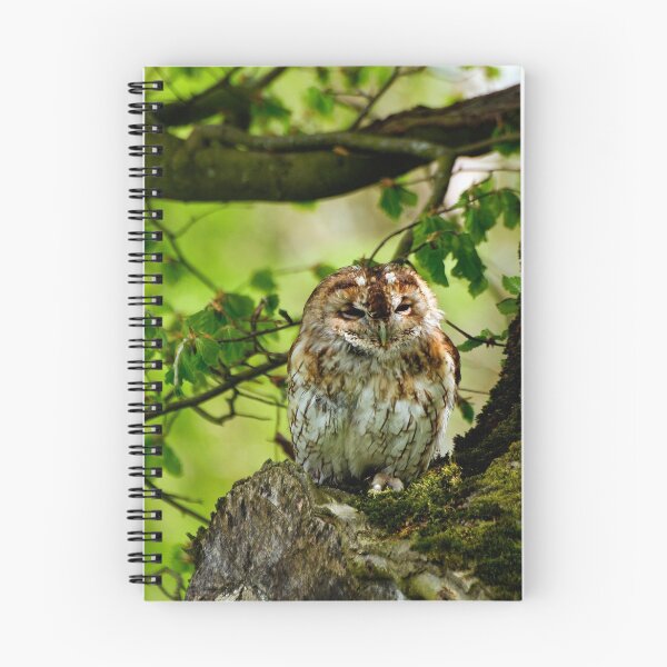 Artikelvorschau, Tawny Owl (Strix aluco) in woodland entworfen und verkauft von buttonpresser.
