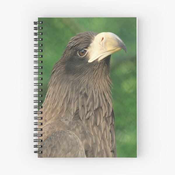 Item preview, Steller's Sea Eagle designed and sold by DutchLumix.