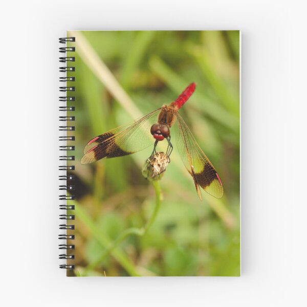 Item preview, Male Banded Darter designed and sold by Robert Abraham.