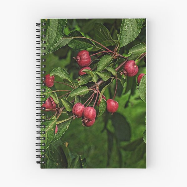 Aperçu de l'œuvre Sour Cherries créée et vendue par Pamela Phelps.
