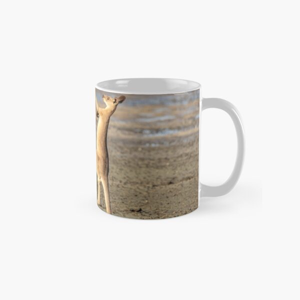 Boxing Kangaroos, Toorbul, Queensland Classic Mug