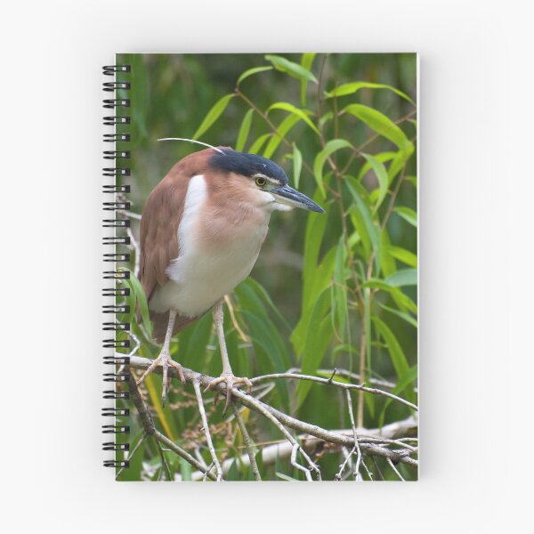 Item preview, Out on a limb - Nankeen  Night Heron designed and sold by Jenny Dean.