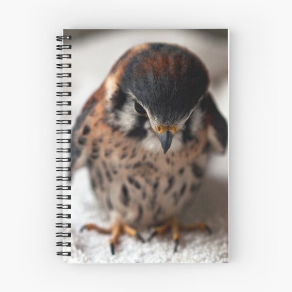 Item preview, Kestrel designed and sold by JThill.