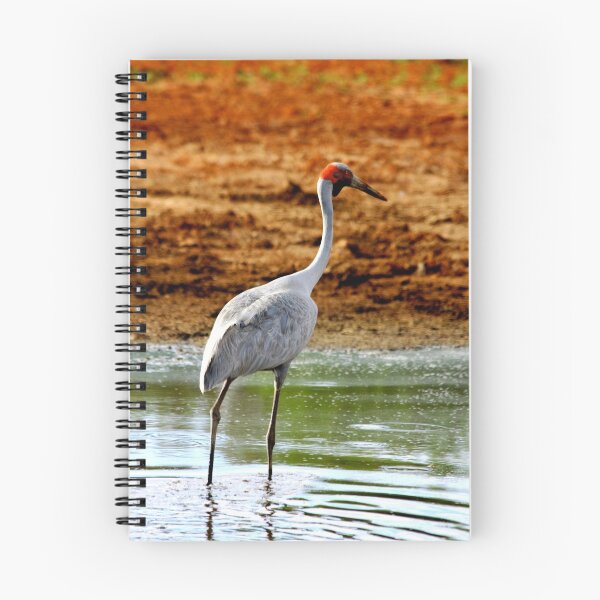 Aperçu de l'œuvre Brolga in the bush créée et vendue par FreshZebra.