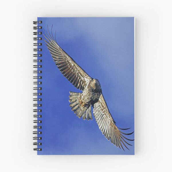 Item preview, Young Bald Eagle designed and sold by Randall Ingalls.