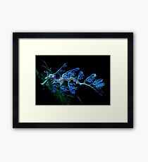Blue leafy sea dragon Framed Print