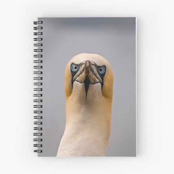 Item preview, Gannet stare designed and sold by MikeYoung.