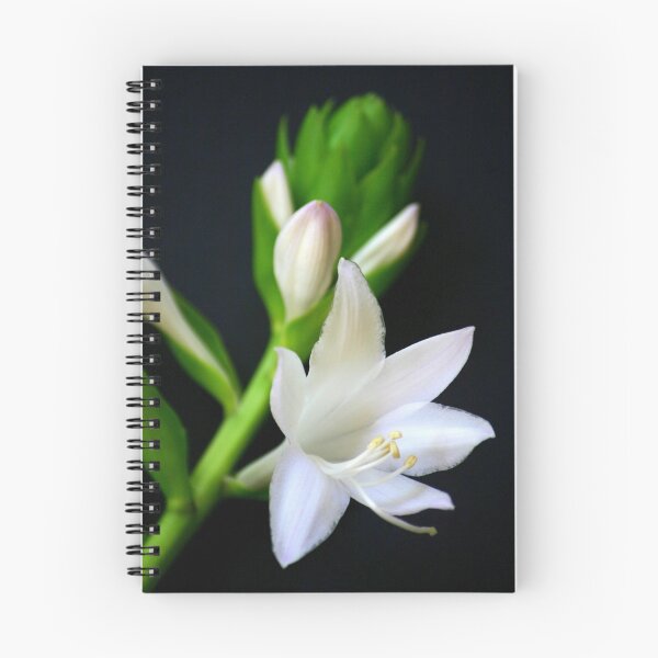 Item preview, Plantaginea designed and sold by Brent McMurry.
