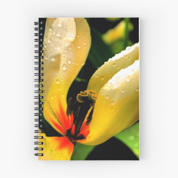 Item preview, After the Rain ~ HDR Tulip Fields ~ Mt. Vernon, WA designed and sold by lanebrain photography.
