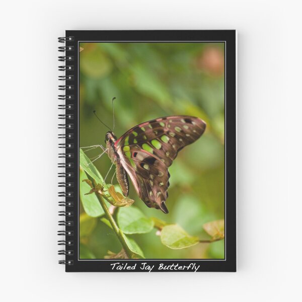 Item preview, Tailed Jay Butterfly (Graphium Agamemnon) designed and sold by Phil-Edwards.