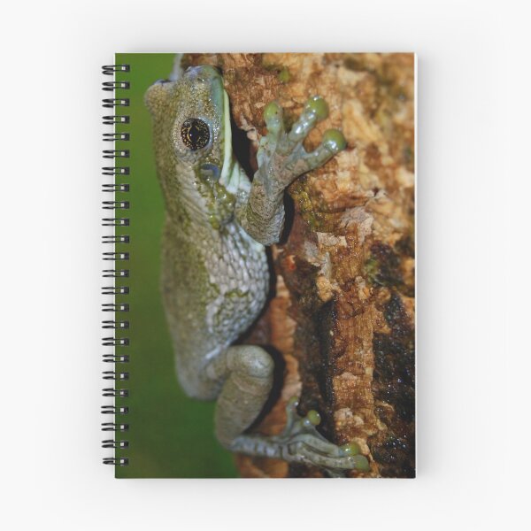 Item preview, Common Milk Treefrog (Trachycephalus venulosa) - Bolivia designed and sold by Jason Weigner.