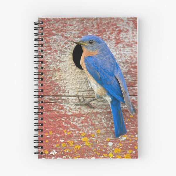 Item preview, Male Bluebird designed and sold by Daniel  Parent.