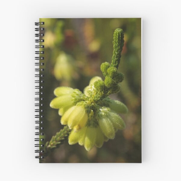 Item preview, Erica sparmannii designed and sold by Etwin.