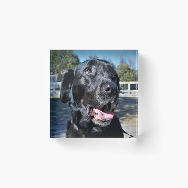 Item preview, Max the black Labrador designed and sold by Giro Tavitian.