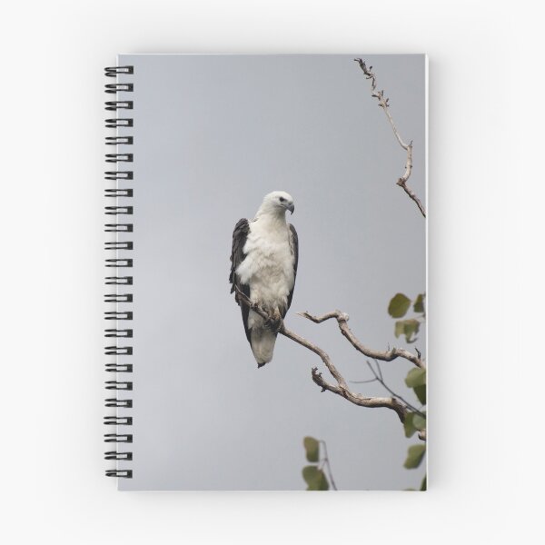 Item preview, White bellied sea eagle designed and sold by Jenny Dean.