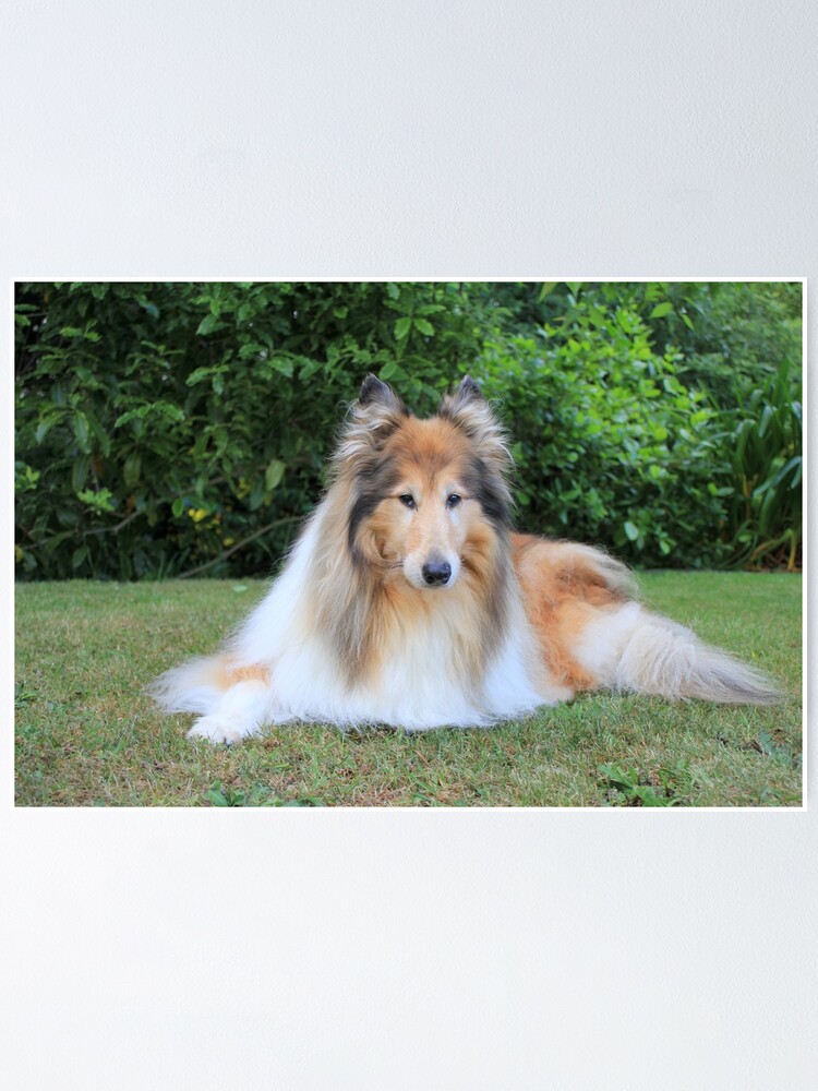small rough collie