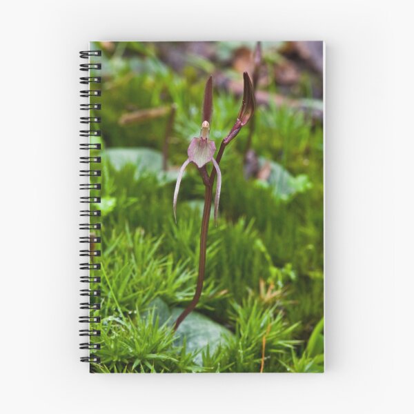 Artikelvorschau, Cyrtostylis reniformis Small Gnat-orchid entworfen und verkauft von David  Piko.