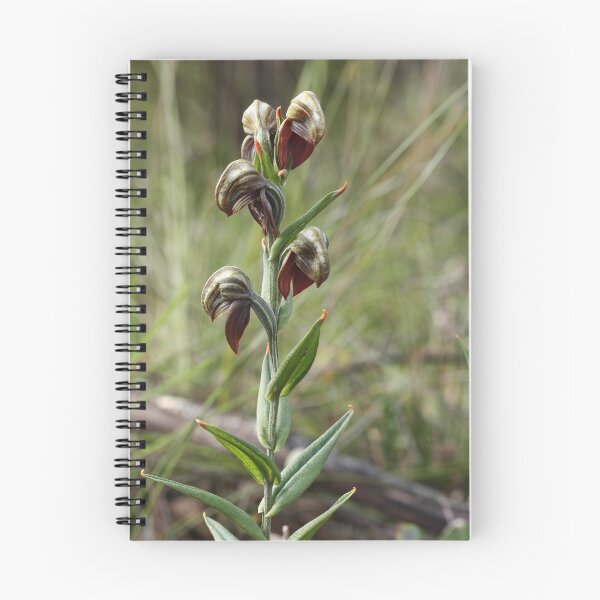Item preview, Banded Greenhoods designed and sold by Barb Leopold.