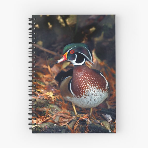 Item preview, Male Wood Duck designed and sold by PaulWilkinson.