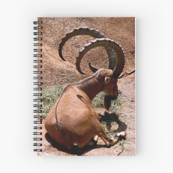 Item preview, Be attention to the horns designed and sold by loiteke.