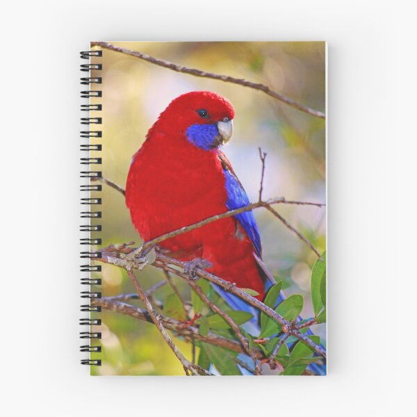 Aperçu de l'œuvre Crimson Rosella créée et vendue par Kym Howard.