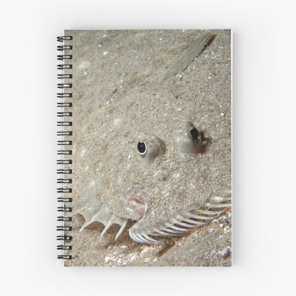 Item preview, Flat Face. designed and sold by James Peake Nature Photography..
