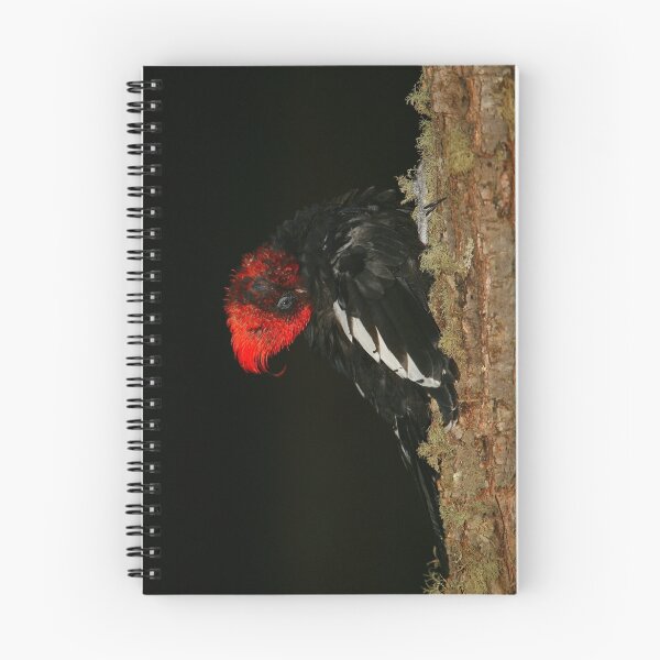 Item preview, Tidying Up - Preening Magelanic Woodpecker designed and sold by naturalnomad.