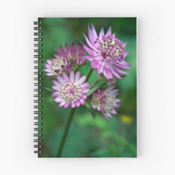Artikelvorschau, Astrantia entworfen und verkauft von Theresa Elvin.