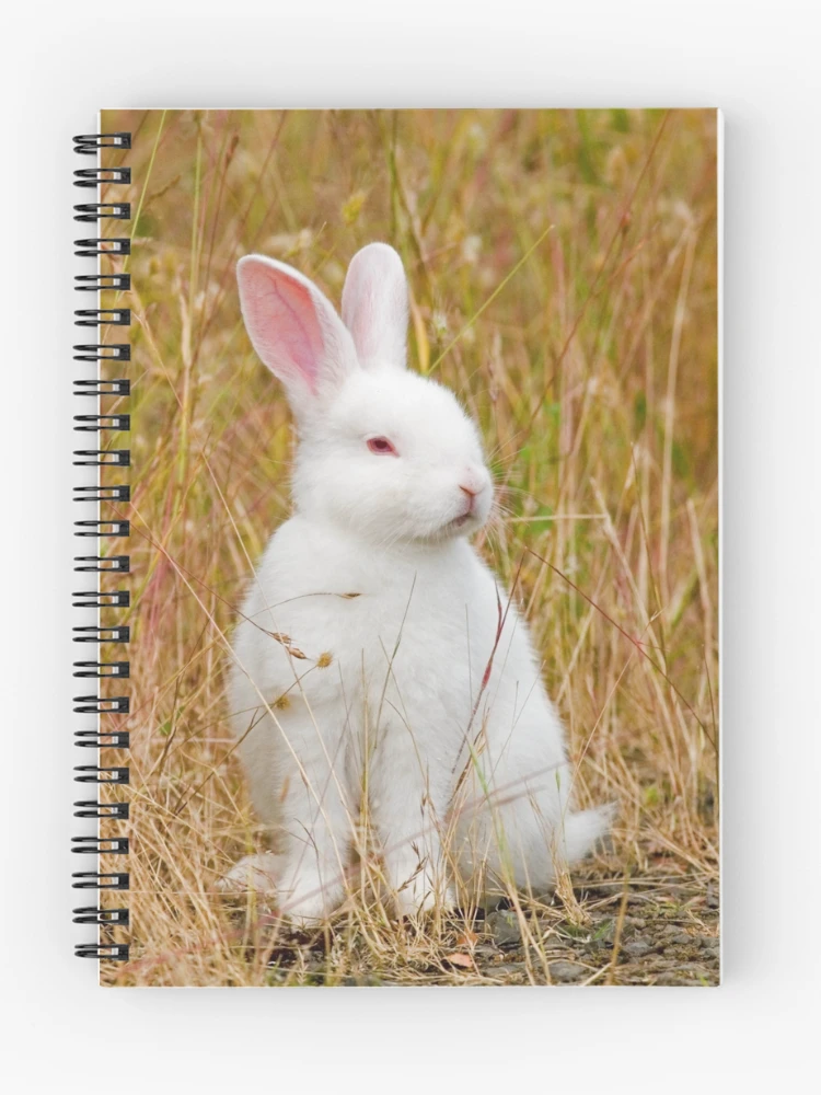 Thumbnail 1 of 3, Journal, Bunny Rabbit designed and sold by Randall Ingalls.