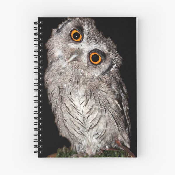 Item preview, White faced Scops Owl sizing me up designed and sold by Shaun Whiteman.