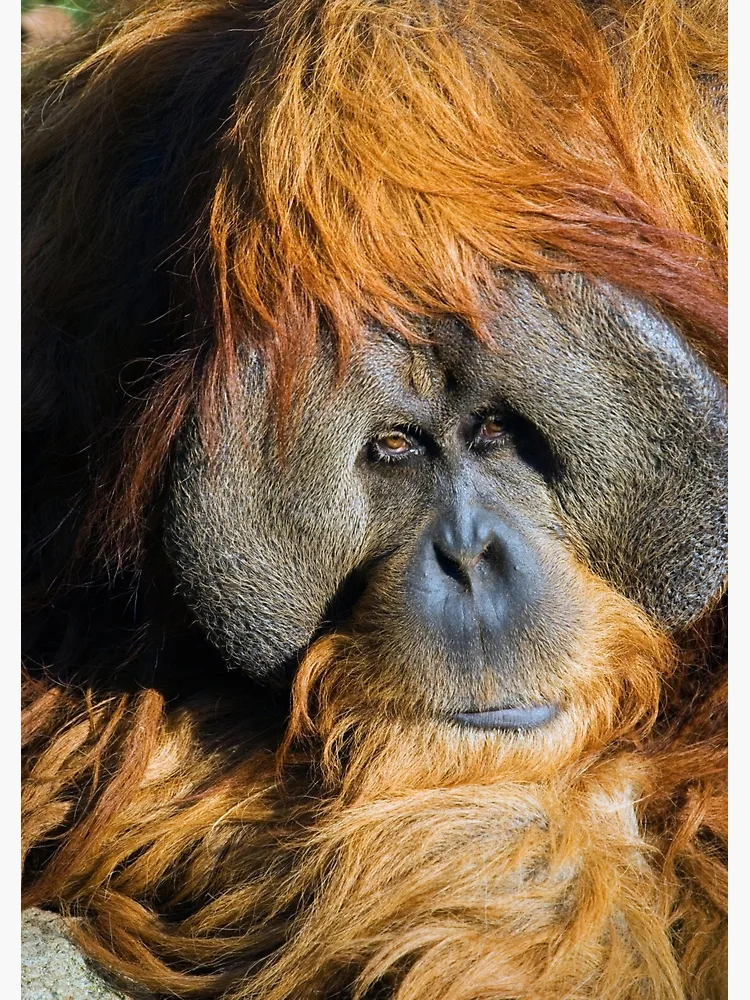 Thumbnail 3 of 3, Journal, Orangutan designed and sold by Randall Ingalls.
