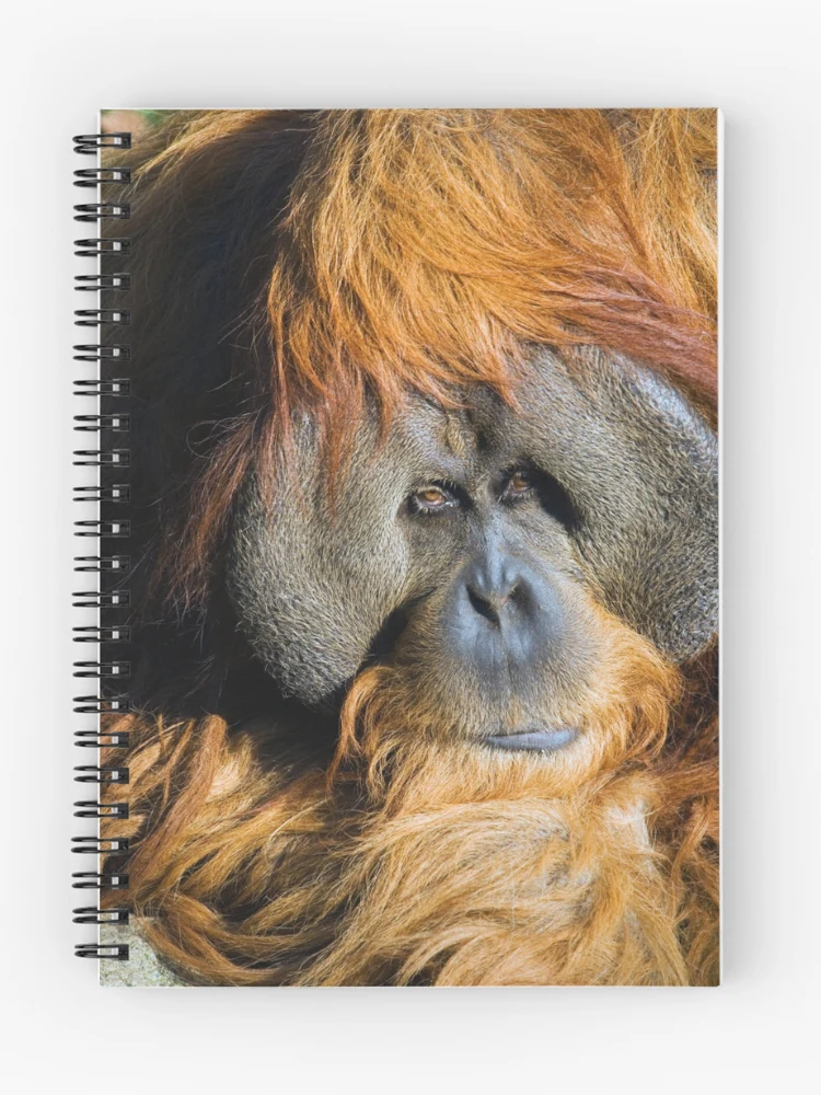Thumbnail 1 of 3, Journal, Orangutan designed and sold by Randall Ingalls.