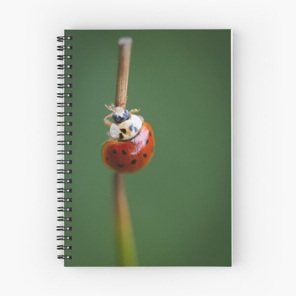 Item preview, Ladybird designed and sold by geoff curtis.
