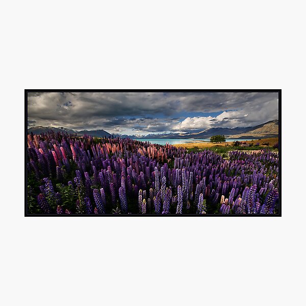 Item preview, LupinScape designed and sold by Robert Mullner.