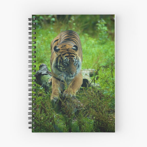 Artikelvorschau, Sumatran Tiger entworfen und verkauft von Samuel Fletcher.