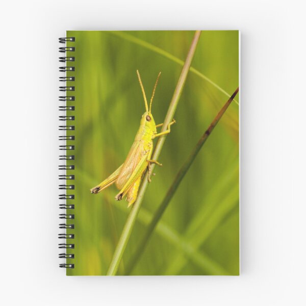 Item preview, Large Golden Grasshopper designed and sold by Robert Abraham.