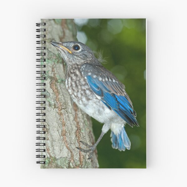 Item preview, Bluebird's First Flight designed and sold by Bonnie T.  Barry.