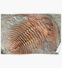 Fossil of a trilobites Poster