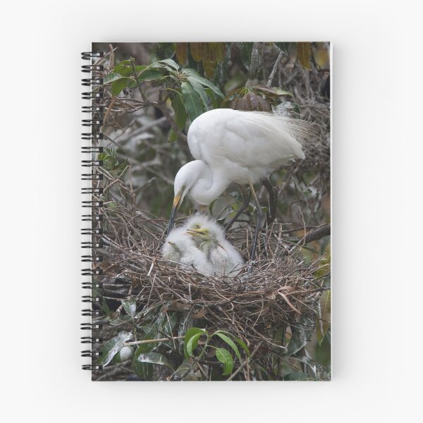 Item preview, Feeding Intermediate Egret Family designed and sold by Neil Bygrave (NATURELENS).