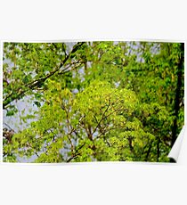 Maple tree blossoms 2 Poster
