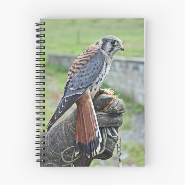 Item preview, Sparrow hawk... retrieved. designed and sold by StitchingDreams.