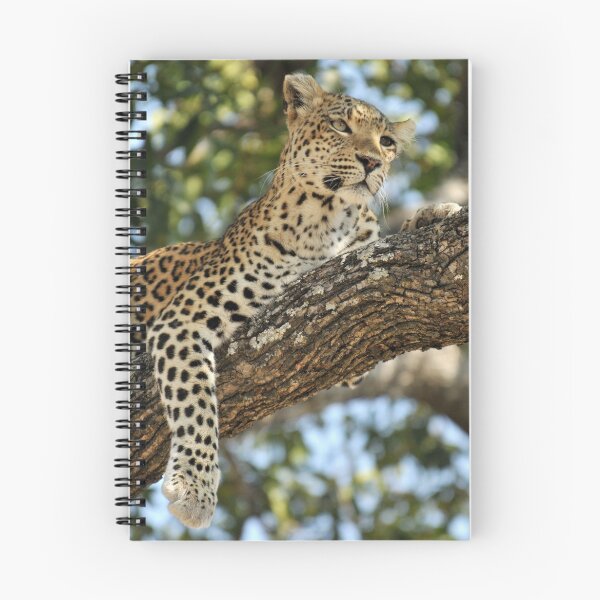 Item preview, Leopard in repose - Okavango Delta, Botswana. designed and sold by Sharon Bishop.