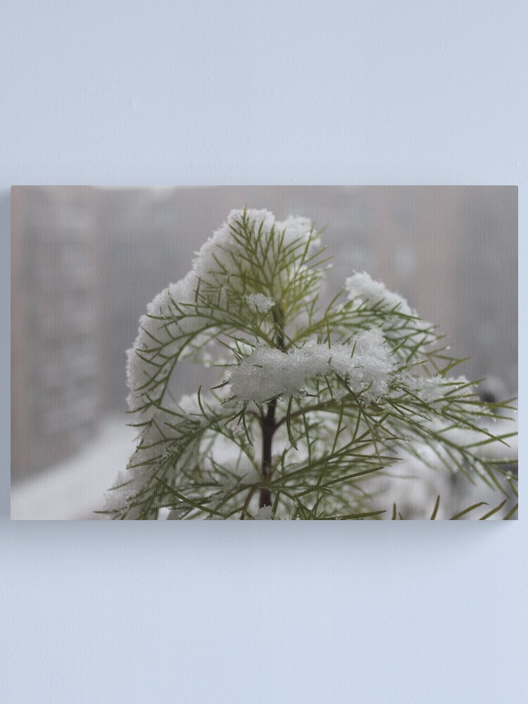 Alternate view of #winter #nature #snow #frost #outdoors #icee #cold #wood #season #bird #tree #frozen #dry #garden #grass #weather #horizontal #colorimage #nopeople #closeup #plant #day #animal Canvas Print