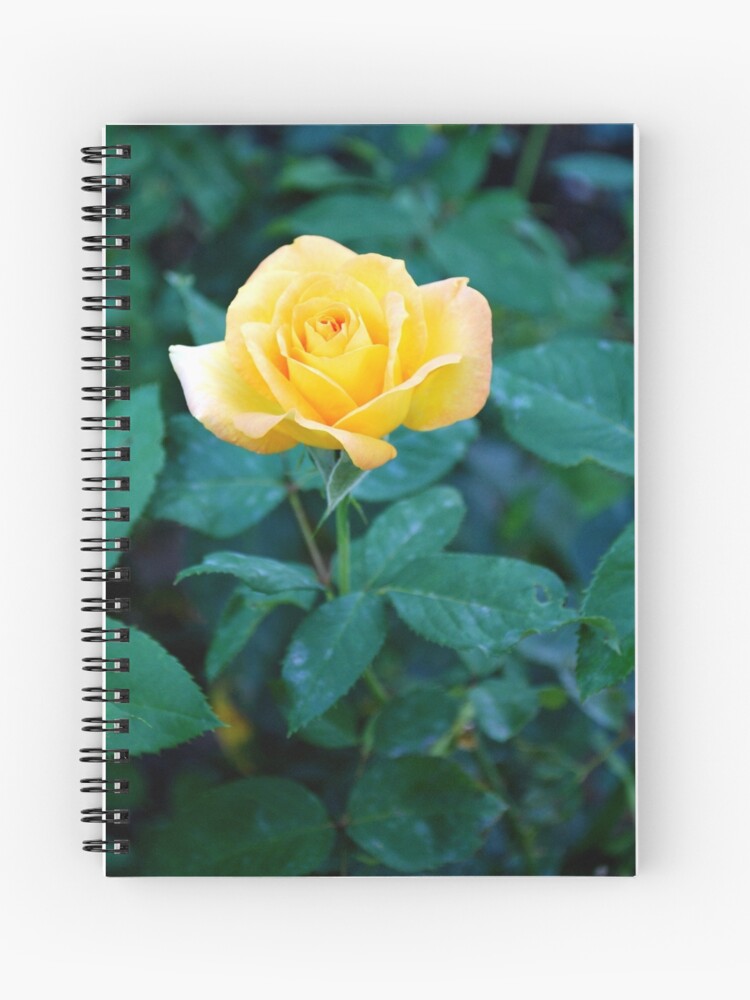 Yellow Rosebud Rose Garden Sacramento Ca Spiral Notebook By