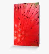 Intricate details of a red flower Greeting Card