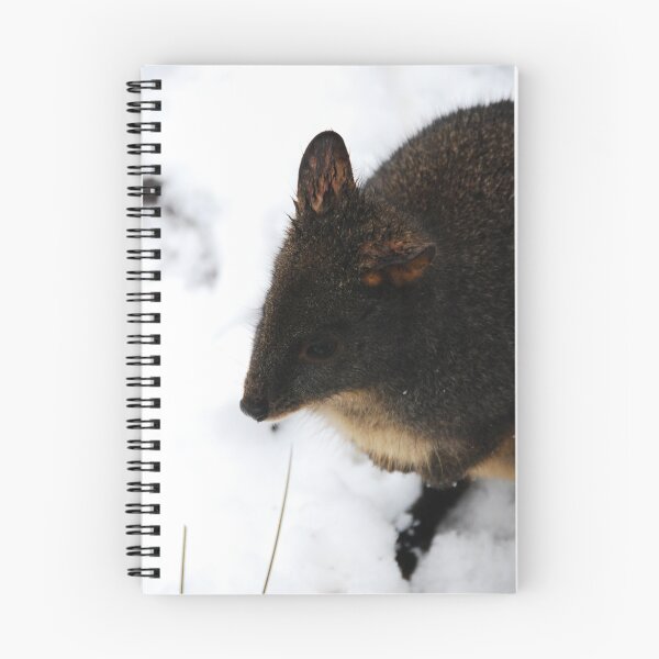 Item preview, Pademelon (pronounced Paddy-melon) Australian Marsupial designed and sold by Nigel Fox.