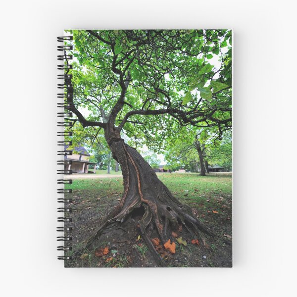 Item preview, Contorted Tree designed and sold by busidophoto.