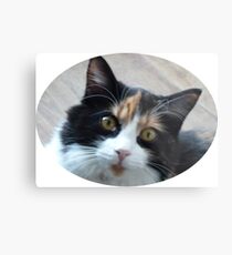 Calico pussy flea Metal Print