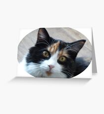 Puce chatte calicot Carte de vœux