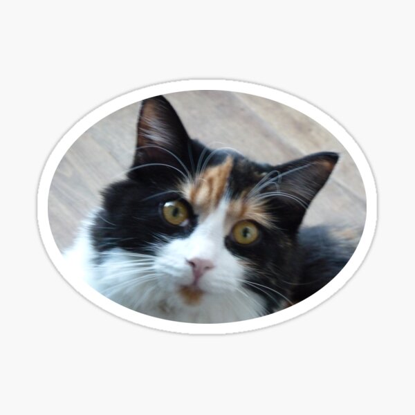 Aperçu de l'œuvre Puce chatte calicot créée et vendue par Martin Boisvert.